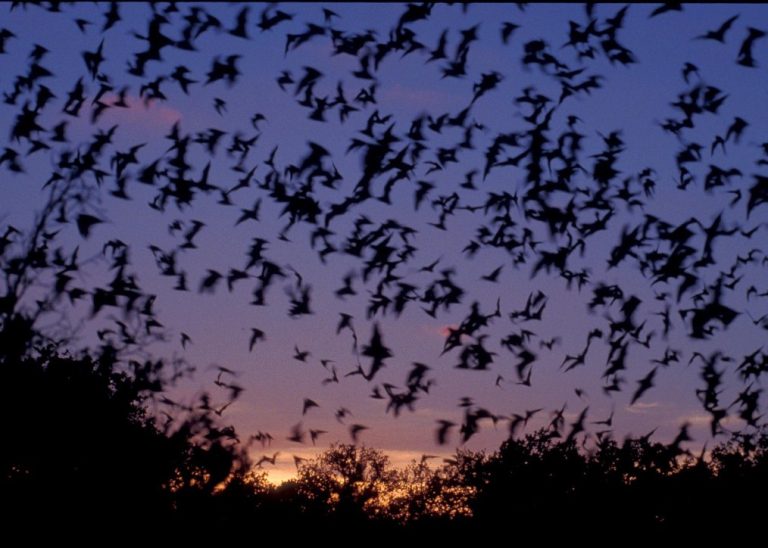 The Mexican Short Tailed bat, used in the experimental bat bomb.